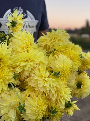 Bloomquist Joy Dahlia Tuber